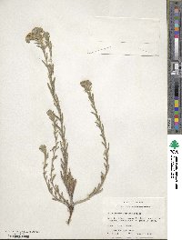 Lithospermum cobrense image