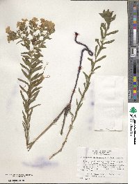 Lithospermum caroliniense image