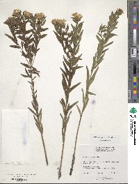 Lithospermum caroliniense image