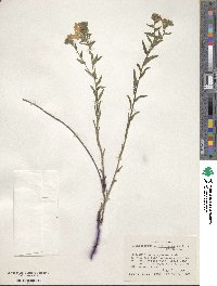 Lithospermum caroliniense image