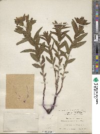 Lithospermum caroliniense image