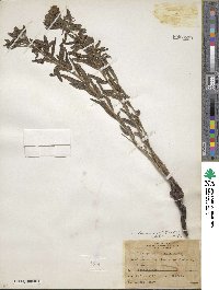 Lithospermum caroliniense image