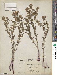 Lithospermum caroliniense image