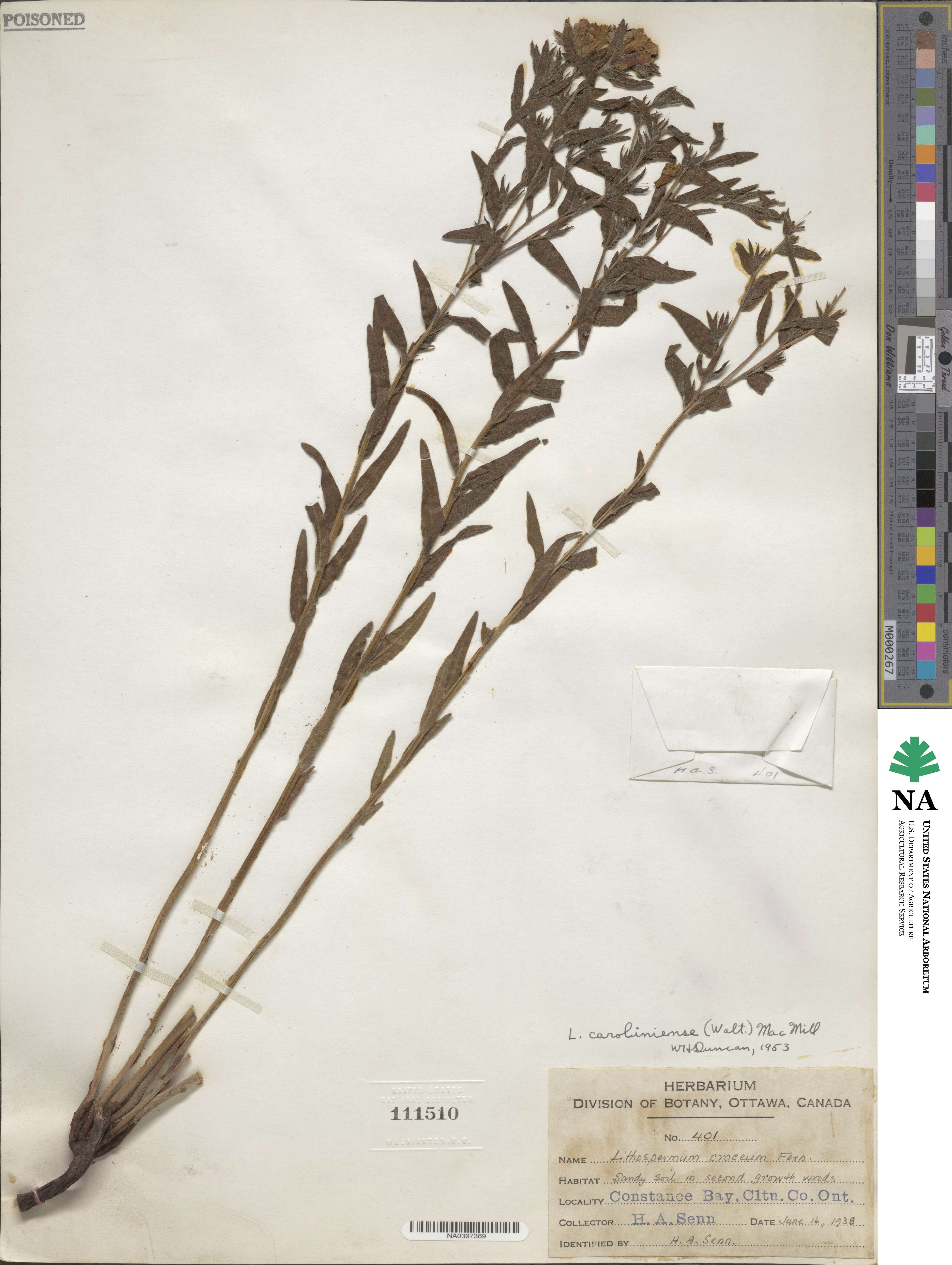 Boraginoideae image