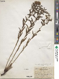 Lithospermum caroliniense image