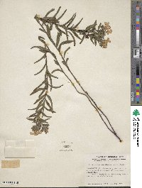 Lithospermum caroliniense image