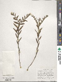 Image of Lithospermum canescens