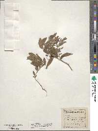 Lithospermum canescens image