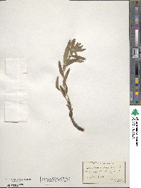 Lithospermum canescens image