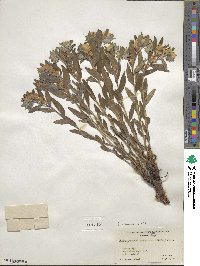 Lithospermum canescens image