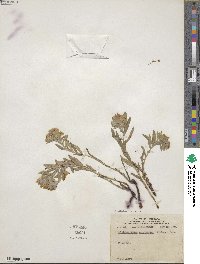 Lithospermum canescens image