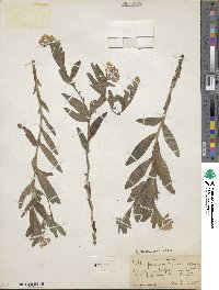 Lithospermum canescens image