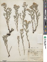 Lithospermum canescens image