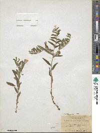 Lithospermum canescens image