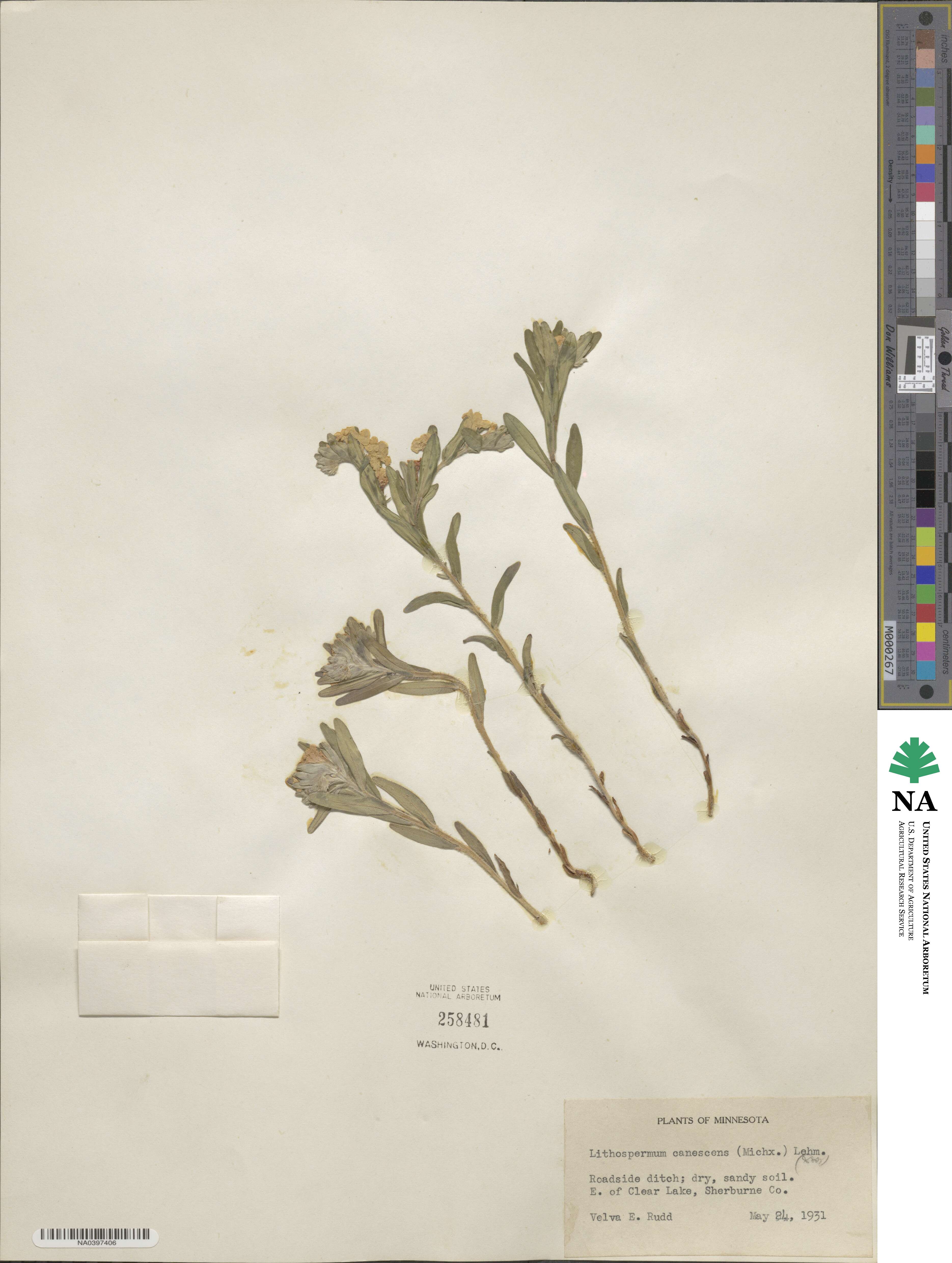Lithospermum canescens image