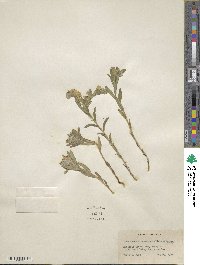 Lithospermum canescens image