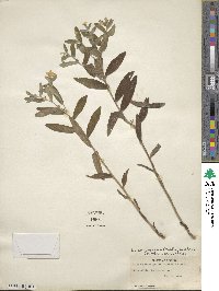 Lithospermum canescens image