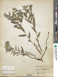 Lithospermum canescens image