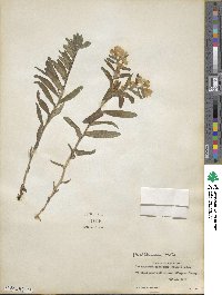 Lithospermum canescens image