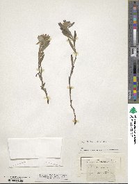 Lithospermum canescens image