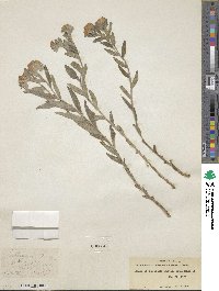 Lithospermum canescens image