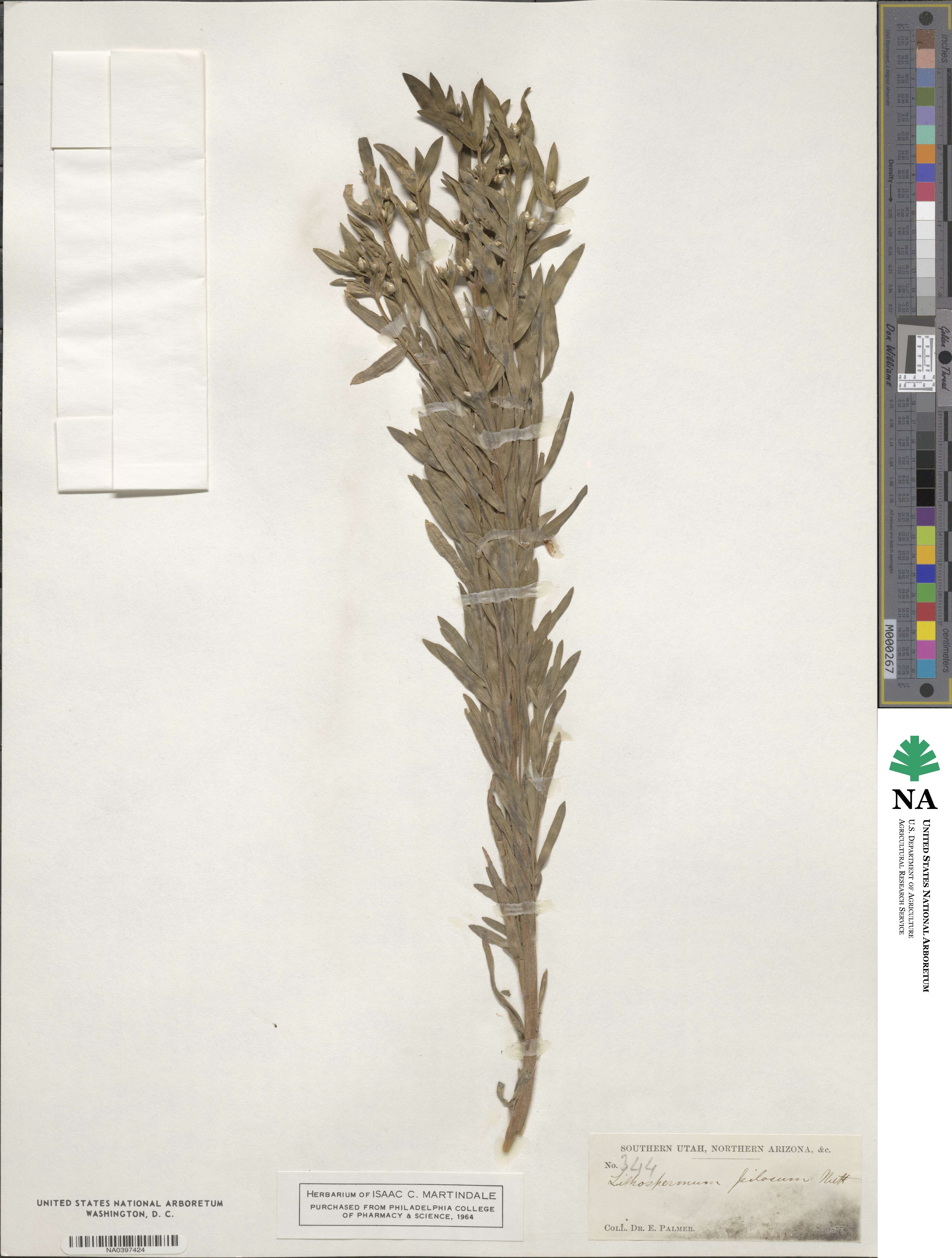 Lithospermum pilosum image