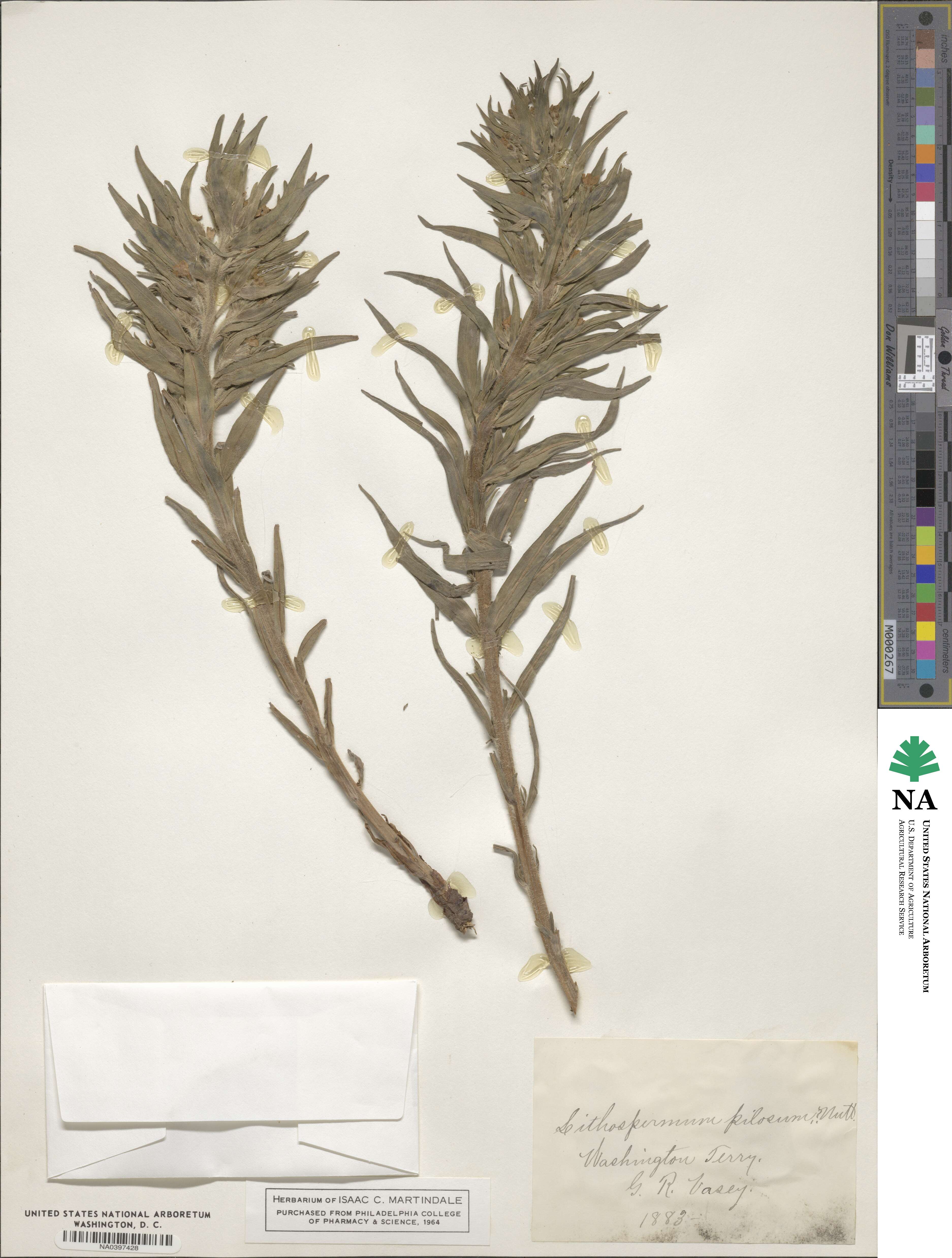 Lithospermum pilosum image