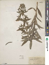 Lithospermum officinale image