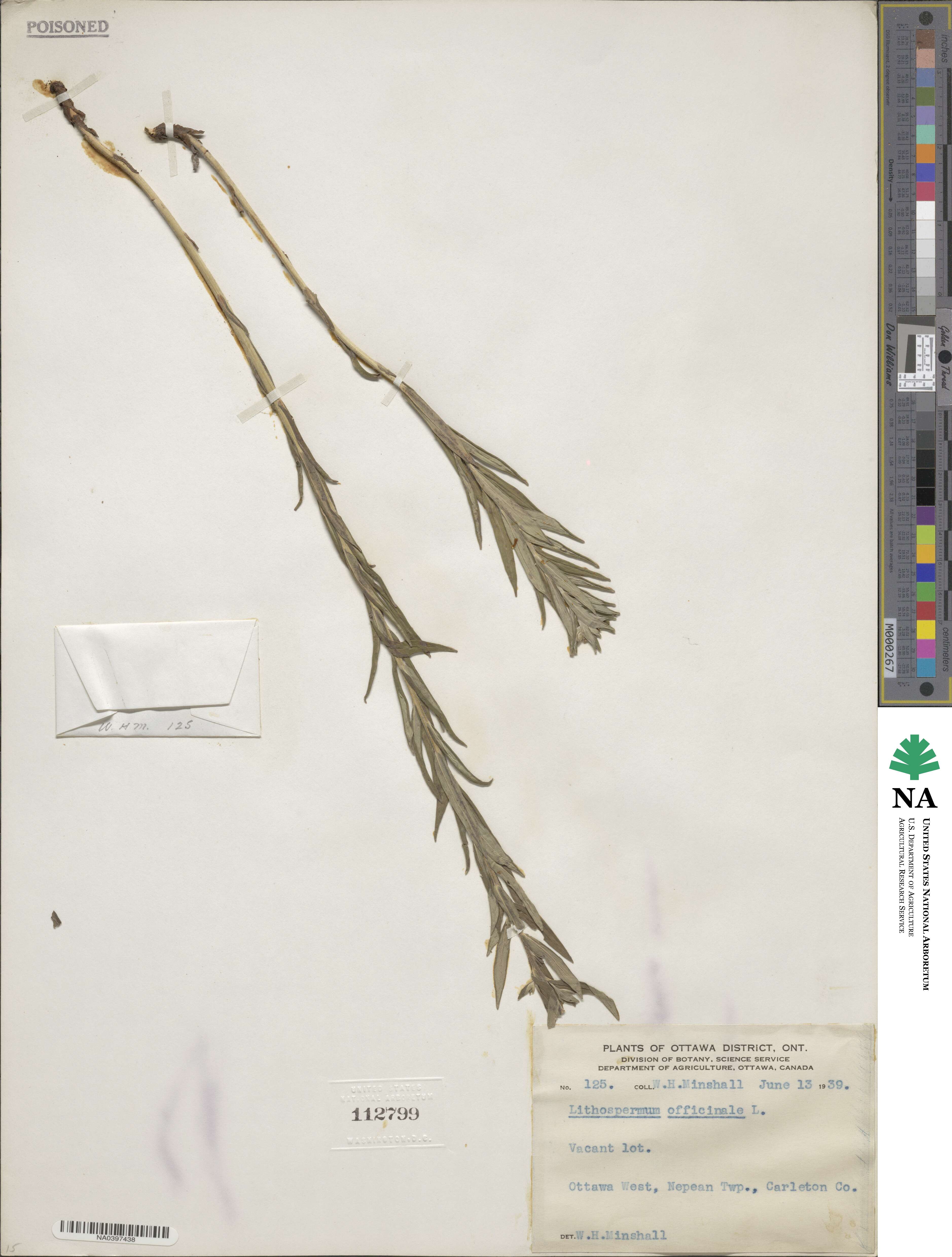 Lithospermum officinale image