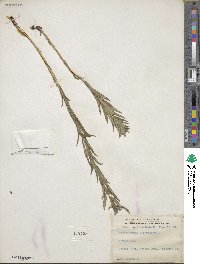 Lithospermum officinale image