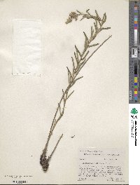 Lithospermum multiflorum image