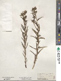 Lithospermum multiflorum image