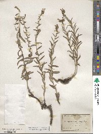 Lithospermum multiflorum image