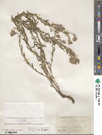 Lithospermum multiflorum image