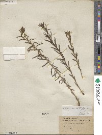 Lithospermum multiflorum image