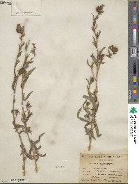 Lithospermum multiflorum image