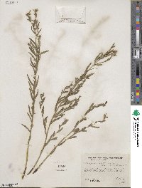 Lithospermum multiflorum image