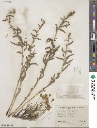 Lithospermum multiflorum image