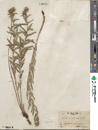 Lithospermum multiflorum image