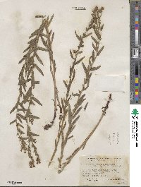 Lithospermum multiflorum image