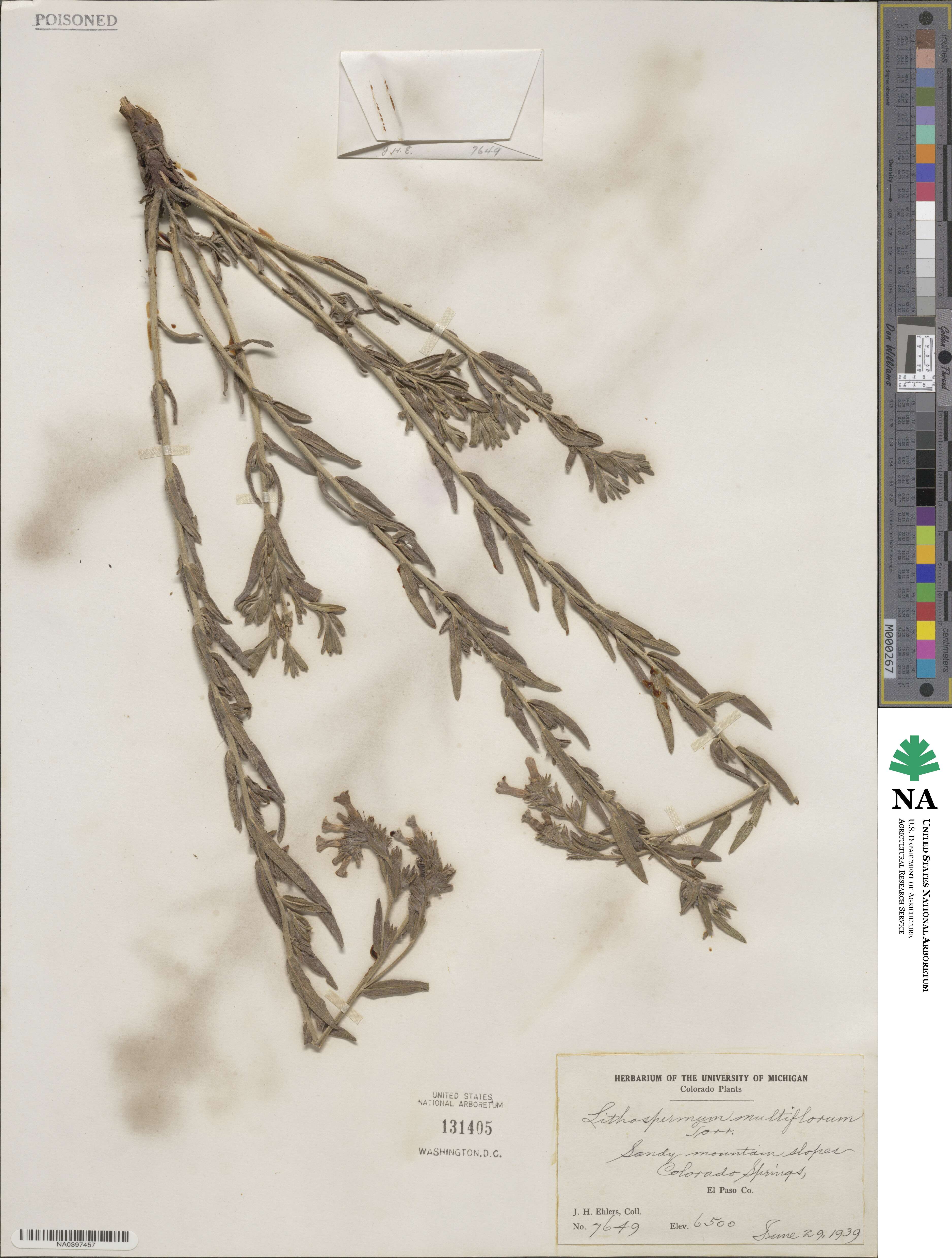 Lithospermum multiflorum image