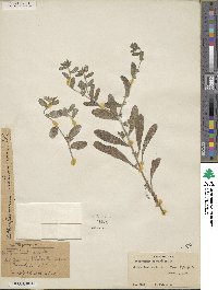 Lithospermum matamorense image