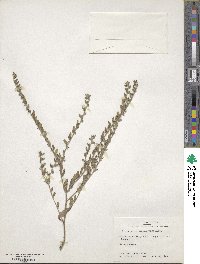 Lithospermum matamorense image