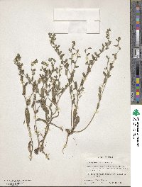 Lithospermum matamorense image