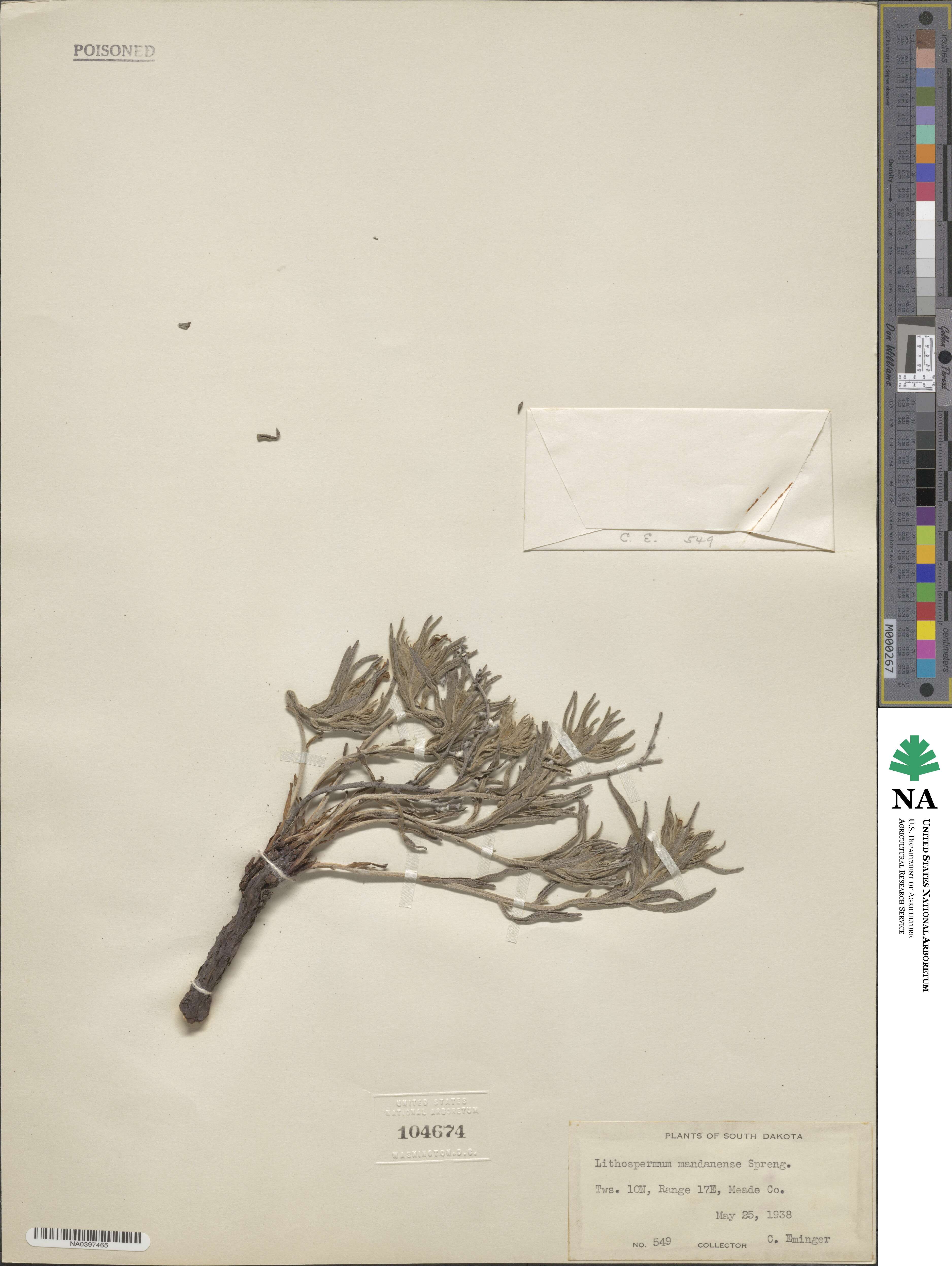 Lithospermum incisum image