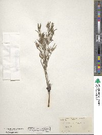 Image of Lithospermum longiflorum