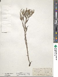 Lithospermum longiflorum image