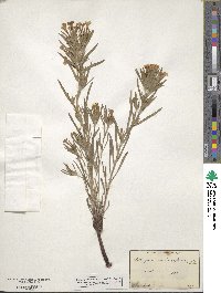 Lithospermum longiflorum image