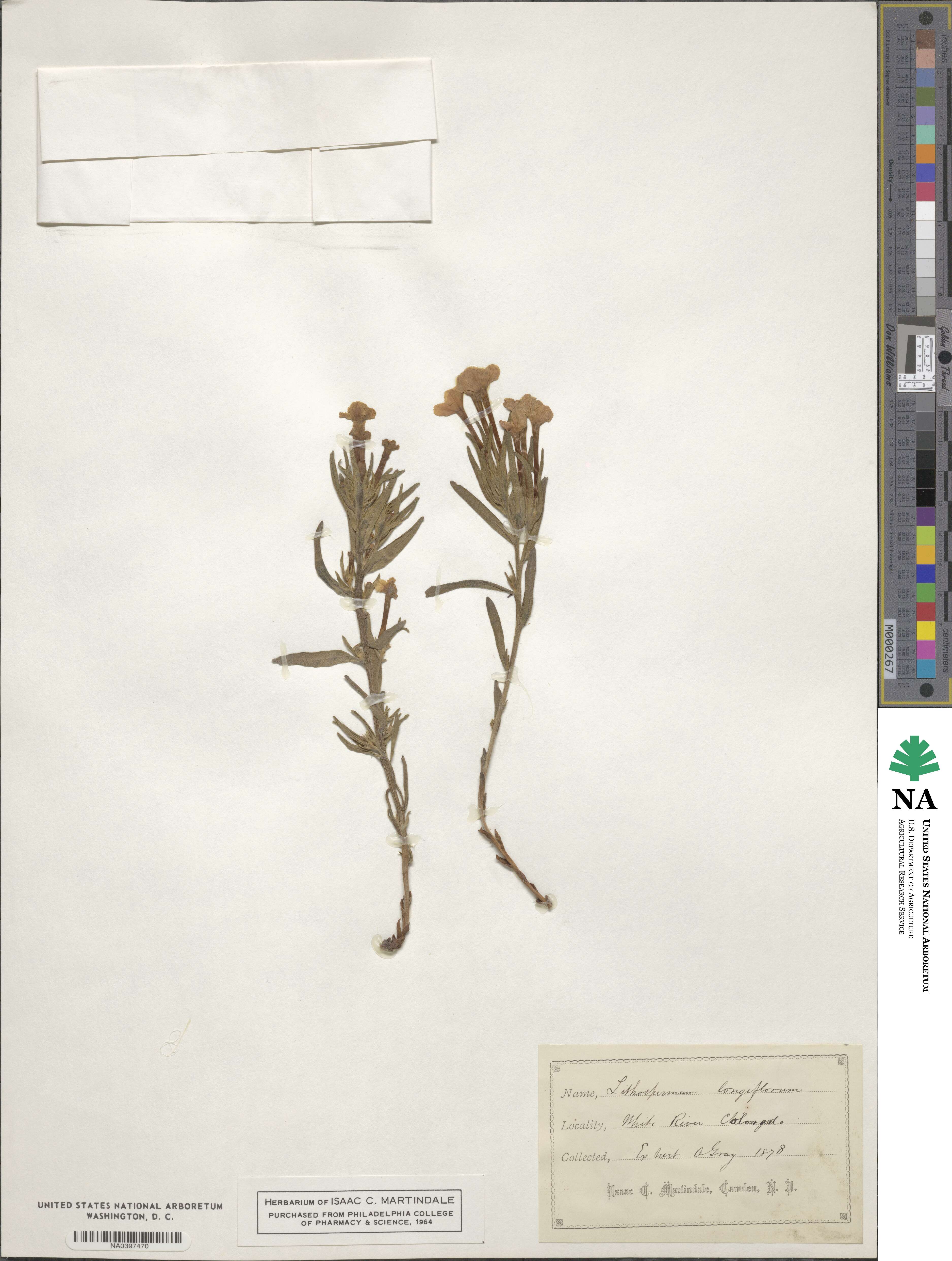 Lithospermum longiflorum image