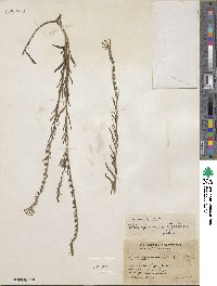 Lithospermum strictum image